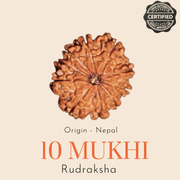 Original Nepal 10 Mukhi Rudraksha — Lab Certified