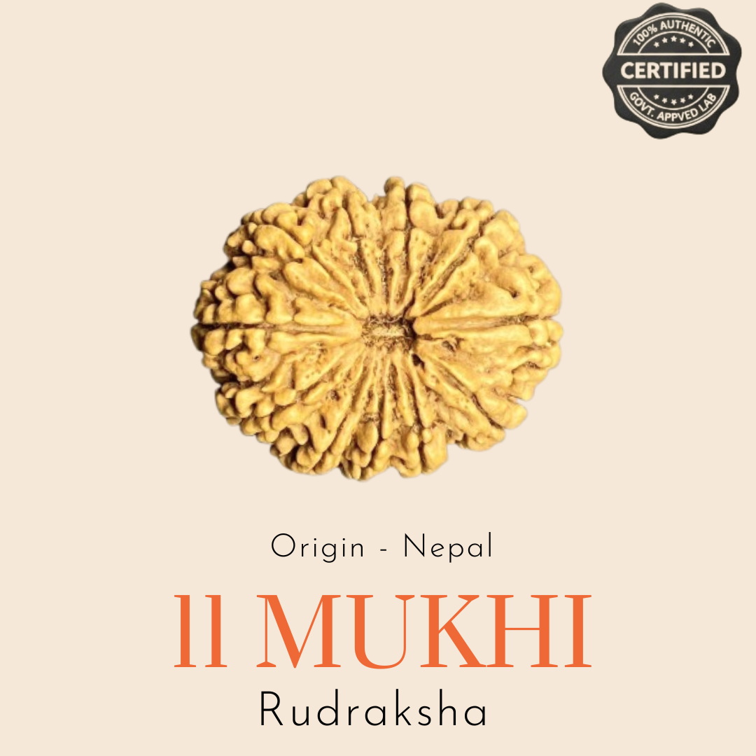 Original Nepal 11 Mukhi Rudraksha — Lab Certified