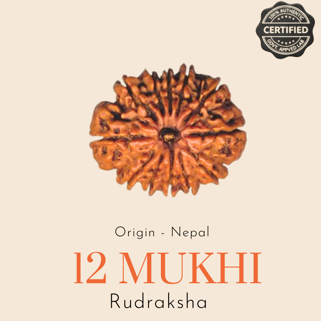 Original Nepal 12 Mukhi Rudraksha — Lab Certified