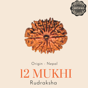 Original Nepal 12 Mukhi Rudraksha — Lab Certified