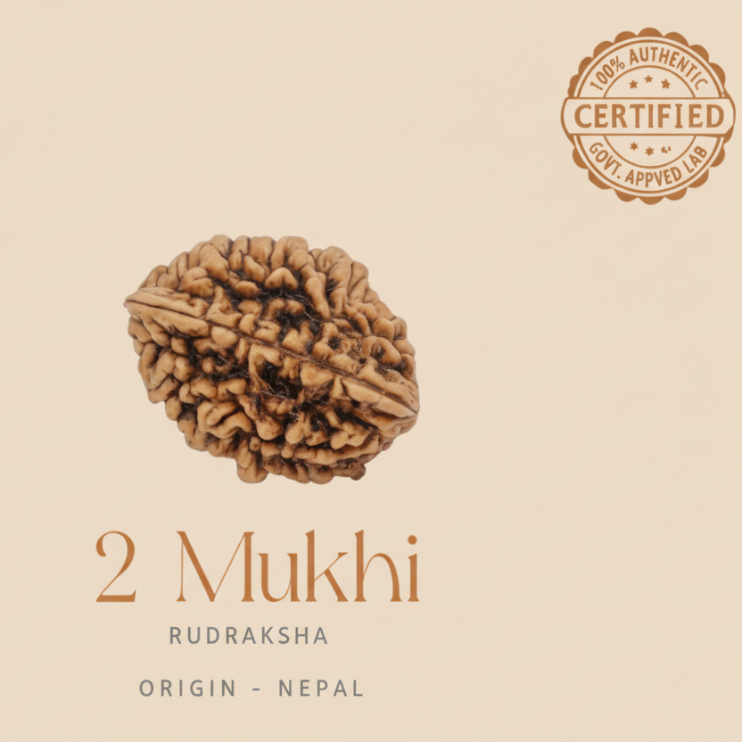 Two Mukhi Rudraksha with certification badge on a white background