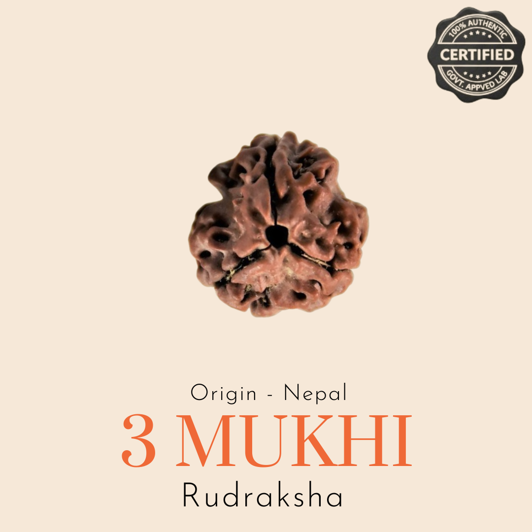 Original Nepal 3 Mukhi Rudraksha — Lab Certified