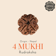 Original Nepal 4 Mukhi Rudraksha — Lab Certified