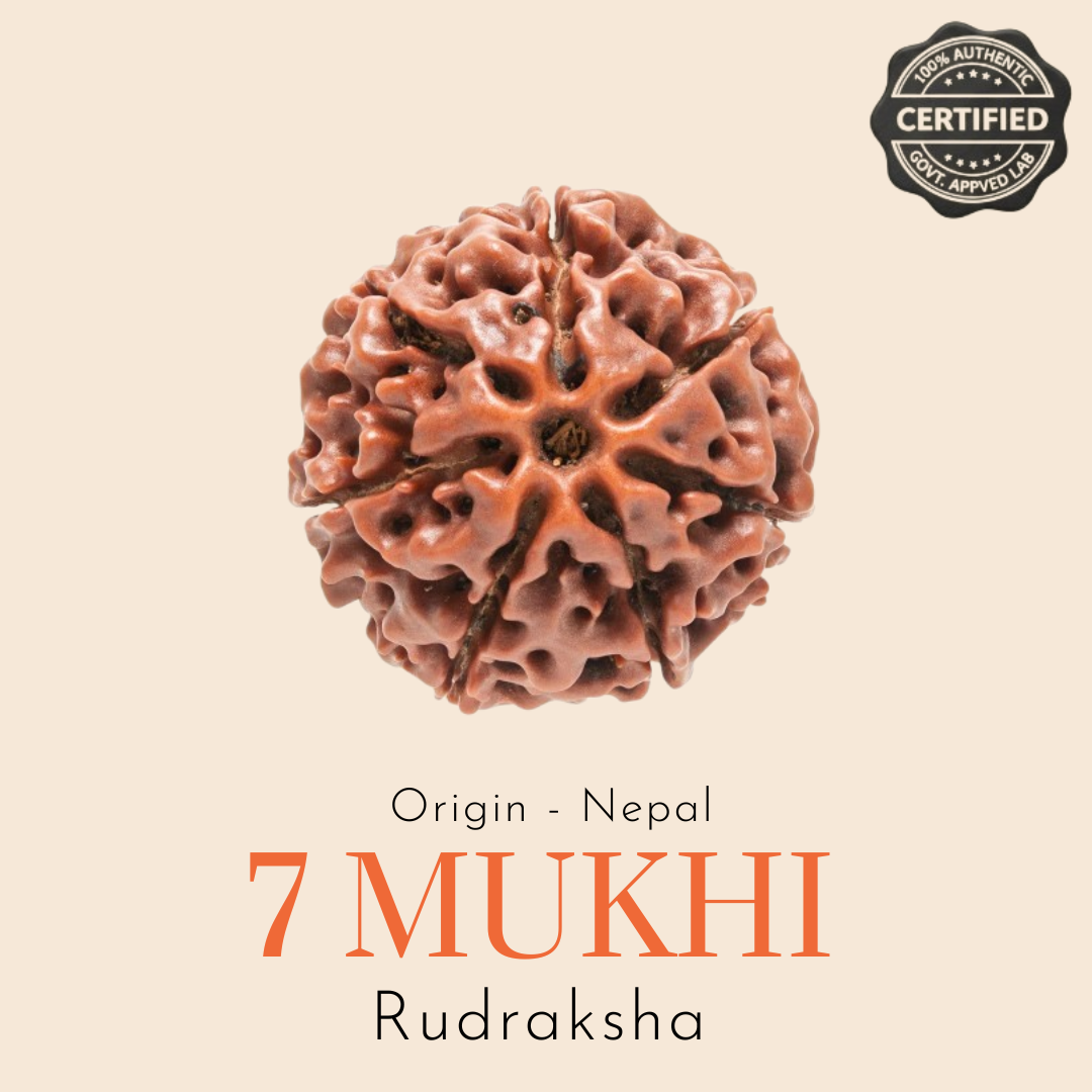 Original Nepal 7 Mukhi Rudraksha — Lab Certified