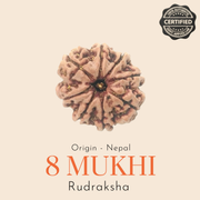 Original Nepal 8 Mukhi Rudraksha — Lab Certified