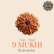 Original Nepal 9 Mukhi Rudraksha — Lab Certified