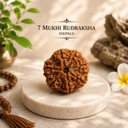 7 Mukhi Rudraksha (Nepali) | Natural Saat Mukhi, Lab Certified -  For Wealth & Stability