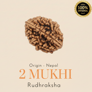 Original Nepal 2 Mukhi Rudraksha — Lab Certified