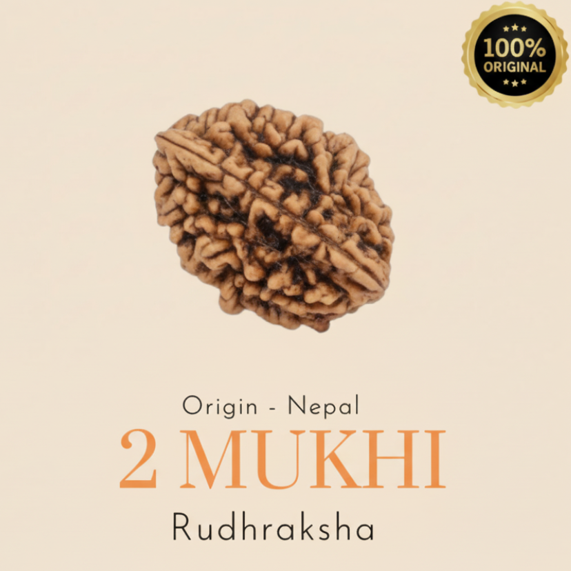 Original Nepal 2 Mukhi Rudraksha — Lab Certified
